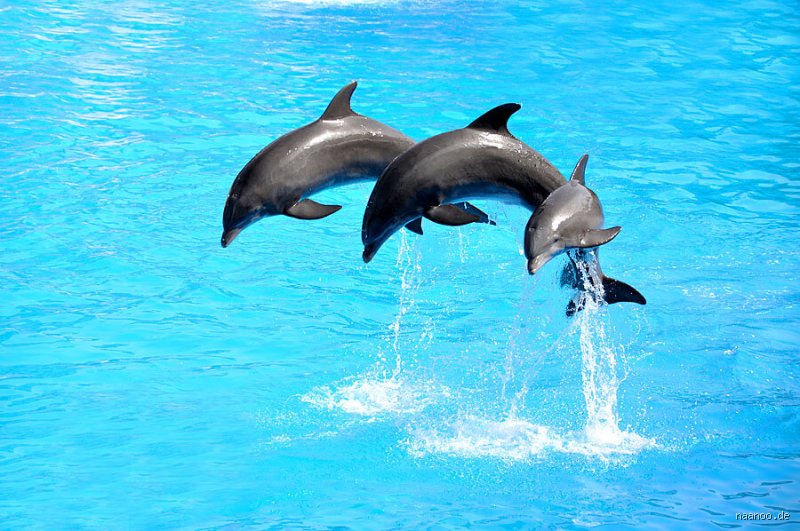 Delfin-Verteidigung: So clever schützen sich die Meeressäuger wirklich!