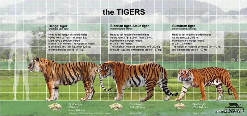 Wie viel isst ein Tiger am Tag?