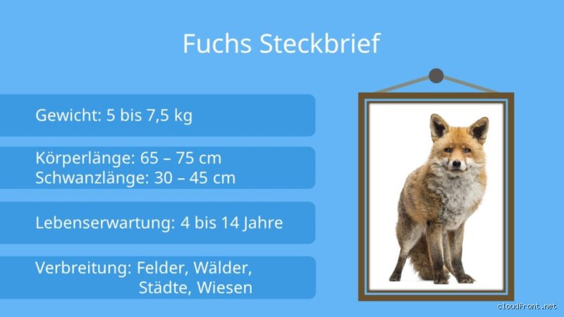 Wie viel ist 1 Fuchs?