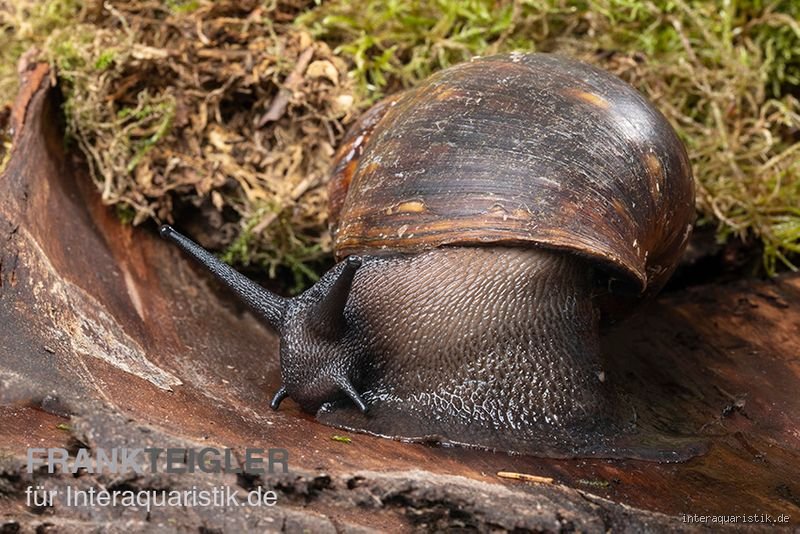 Wie viel kostet eine Achatschnecke?