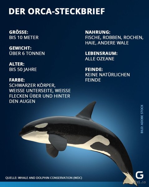 Die wahre Kraft der Killerwale: Wie viel PS hat ein Orca wirklich?