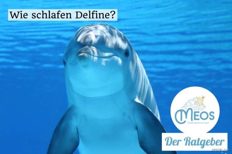 Wie viel Stunden schlafen Delfine?