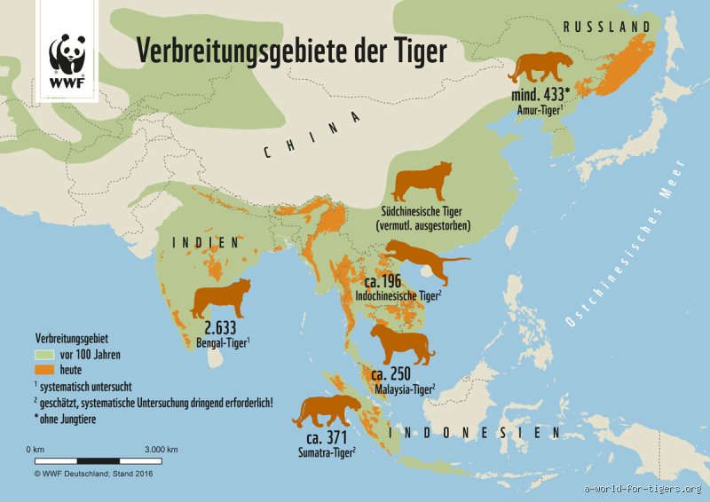 Wie viele goldene Tiger gibt es auf der Welt? Die Analyse einer seltenen Farbvariation