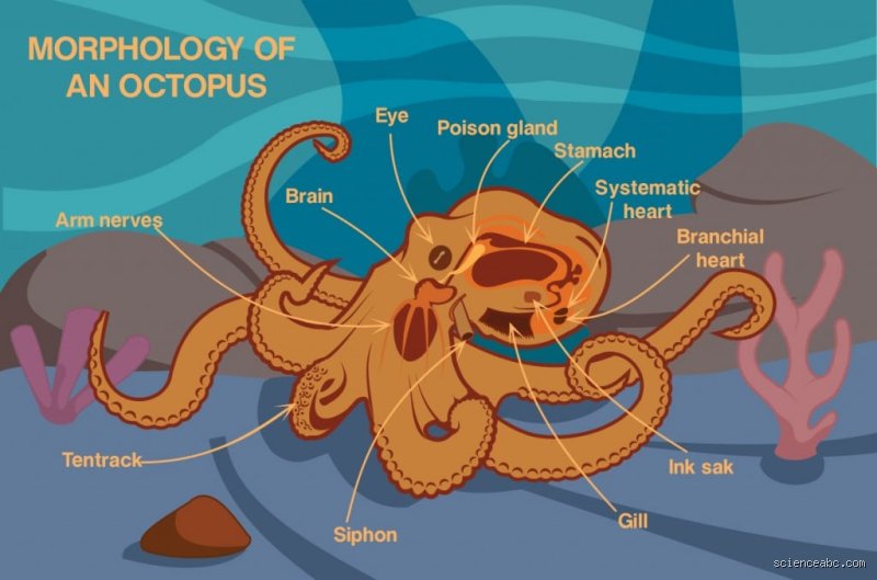 Wie viele Herzen hat ein Kraken?