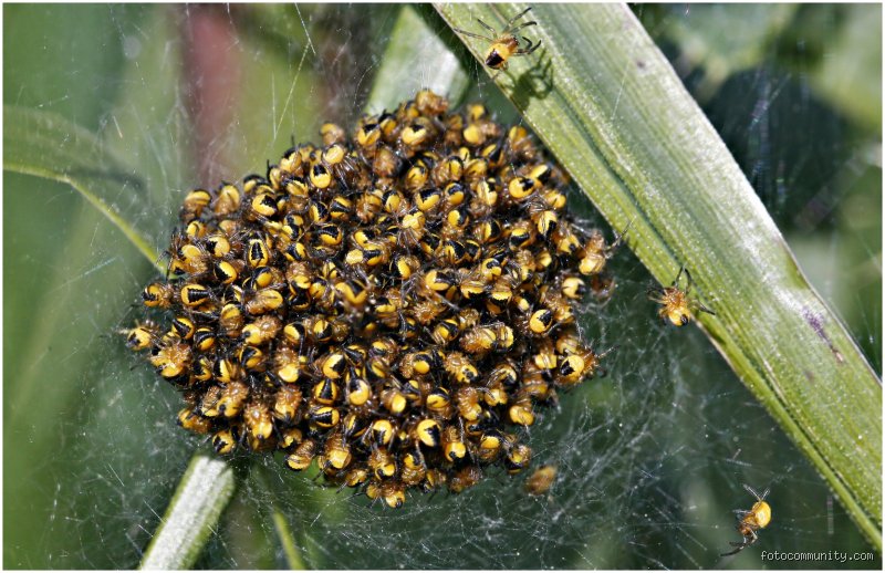 Wie viele Kinder bekommt eine Spinne?
