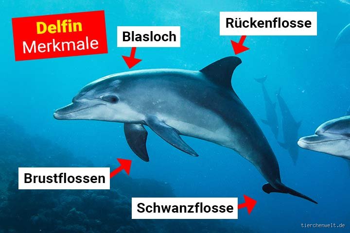 Wie viele Sinne hat ein Delfin? Die faszinierende Wahrheit über die Wahrnehmung der Meeressäuger