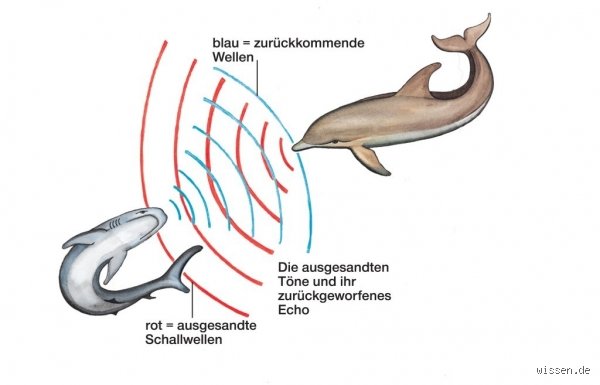 Wie weit können Delfine sehen?