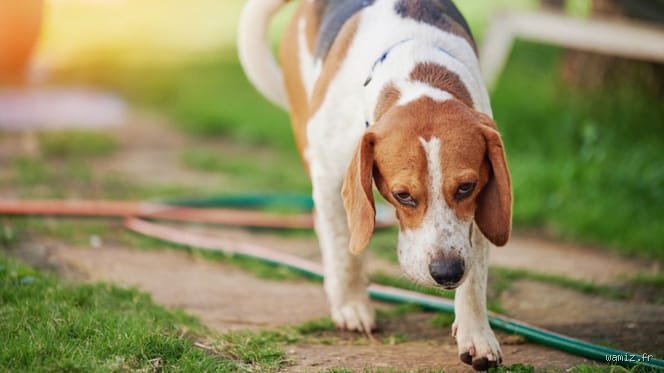 Wie zeigt Hund Unwohlsein?