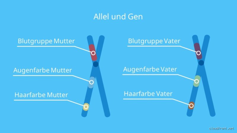 Haben Jungs wirklich mehr Gene vom Vater? Die überraschende Wahrheit über Vererbung