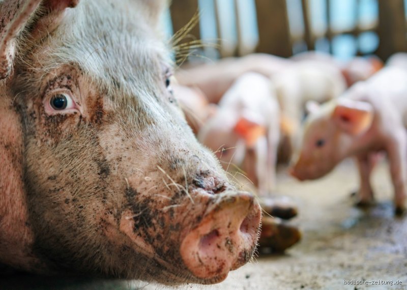 Haben Schweine Empathie? Ein tiefer Blick auf die emotionale Welt der Schweine
