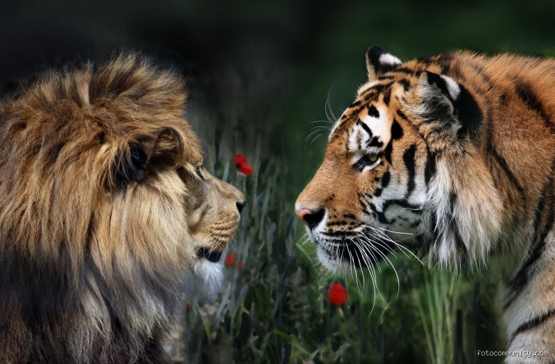 Kann ein Löwe einen Tiger besiegen? Ein Duell der Giganten, ehrlich betrachtet