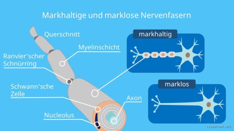 Wo kommen marklose Axone vor? Die überraschende Wahrheit über unsere langsamen Leiter