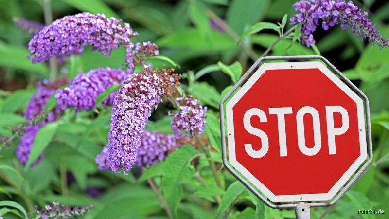 Warum ist Sommerflieder verboten? Die bitteren ökologischen Schattenseiten des Schmetterlingsmagnaten im eigenen Garten