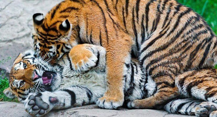 Was ist der größte Feind des Tigers?