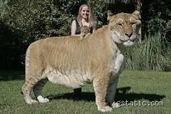 Wer ist der größte Feind von Tiger?