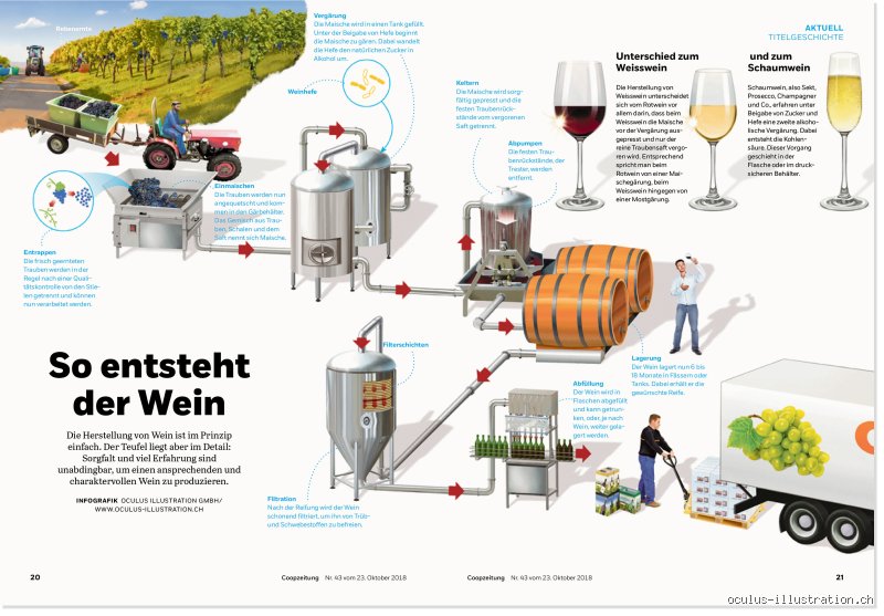 Wie entsteht Wein? Eine Reise von der Rebe ins Glas